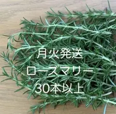 ローズマリー 切り枝 カット苗 20本 無農薬 挿木 挿穂 フレッシュ