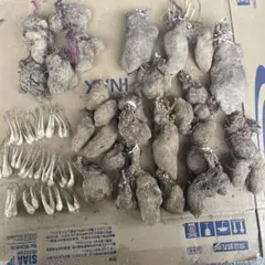 奄美大島産 紫山芋 6キロ 農薬・化学肥料不使用栽培 - メルカリ