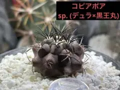 【自根】コピアポア デュラ/銅鑼丸VALIEM バリエム Sサイズ デビル鉢付き 希少】サボテン コピアポア デュラ 銅鑼丸 copiapoa dura 自根 - メルカリ