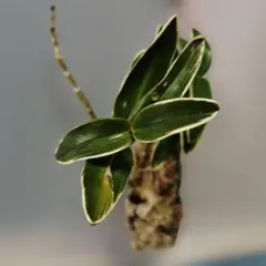 2026年最新】ヘゴの人気アイテム - メルカリ