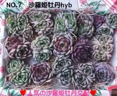 NO.7　沙羅姫牡丹hyb　多肉植物　寄せ植えセット　韓国苗　沙羅姫　多肉弁当