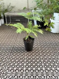 【観葉植物】エバーフレッシュ　鉢ごと発送