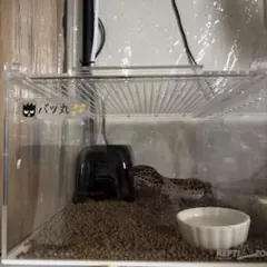 ペット用ネームプレート