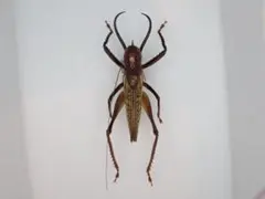 2026年最新】コガシラクワガタ 標本の人気アイテム - メルカリ