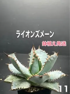 アガベ　ライオンズメーン　自社OC株‼️鉢植え発送‼️ 11のサムネイル