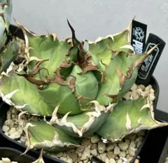 2026年最新】アガベ シーザー 子株の人気アイテム - メルカリ