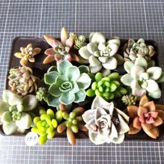 多肉植物(143)寄せ植えセット　カット苗のサムネイル