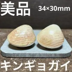 美品　紀伊半島産　キンギョガイ　2点セット