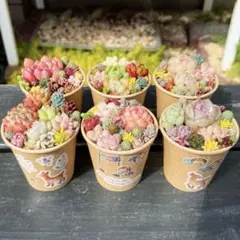 91 多肉植物の小さな寄せ植え✻そのまま飾れる✻ ちょっとお得な6コセット