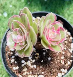 69#多肉植物アエオニウム錦❤️リバーストーン❤️ 9大頭32cm 拔き苗 69#多肉植物アエオニウム錦❤️リバーストーン❤️ 9大頭32cm 拔き苗