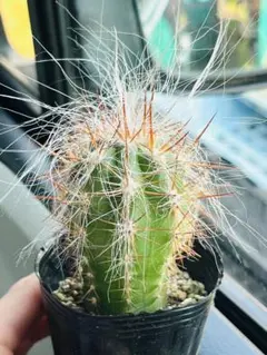 現物】☆大人気☆ ライオン錦☆柱サボテン10㎝抜き苗 - メルカリ