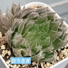 2025年最新】アロエ 植物の人気アイテム - メルカリ