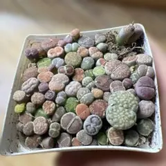 G*ん様 宝石箱カラフルリトープス 白 2鉢セット (*^v^*) 宝石箱カラフルリトープス 白 2鉢セット(*^^*) - メルカリ