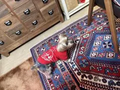 ちいかわ　サンリオキャラクターズ　スーパーマーケットな箱付きフレークシール