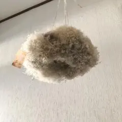 【特価】スモークツリー カスミソウ フライングリース 30～31cm ＊ふわふわ