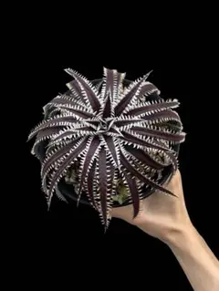 【希少】Dyckia Yellow Glow 子株大量 希少】Dyckia Yellow Glow 発根済み 子株大量 - メルカリ