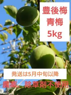 豊後梅　5kg 農薬、除草剤不使用
