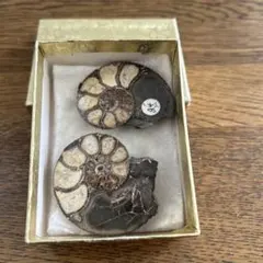 2026年最新】アンモナイト 化石の人気アイテム - メルカリ