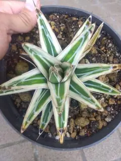 2025年最新】アガベ 笹の雪 氷山の人気アイテム - メルカリ