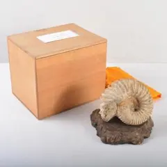 天然石　細密彫刻　象　置物　約411g　桐箱付　C　R7273 天然石 細密彫刻 象 置物 約411g 桐箱付 C R7273 - メルカリ