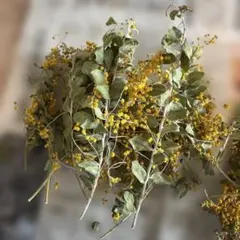 ミモザ　ドライ　切り花