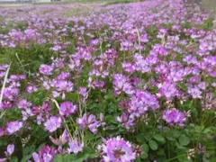 m様 リクエスト 2点 まとめ商品