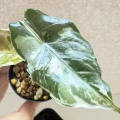 アロカシア　ヴェノム　オーレア　斑入り　芋1つ アロカシア ヴェノム オーレア 芋 1つ 発根済み - メルカリ