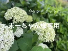 アメリカアジサイ　アナベル　白　9センチポット苗　ポットのまま発送