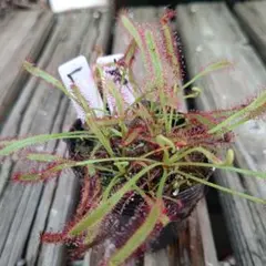 astrid420様 リクエスト 2点 まとめ商品