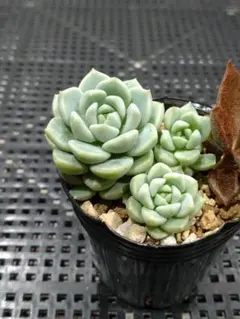 24.お静　3苗　抜き苗　つぶつぶ屋さん　多肉植物のサムネイル