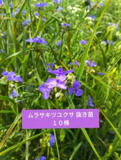 2026年最新】ツユクサ 苗の人気アイテム - メルカリ