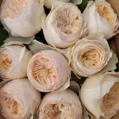 「さわ様専用」切り花品種バラ苗　レアバラ