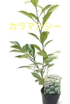 果樹 接ぎ木苗 カラマンシー No.1 - メルカリ