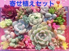 多肉弁当❣️韓国苗入り寄せ植えセット❣️カット苗詰め合わせ　エケベリア