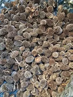 ヤシャブシの実