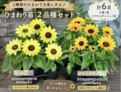 宿根ヒメヒマワリ ブリーディングハーツ 2ポットセット らくらく