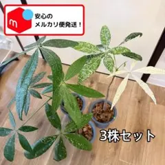 セール】パキラ ミルキーウェイ 約5号鉢 No.001 鉢、送料込 メルカリ便