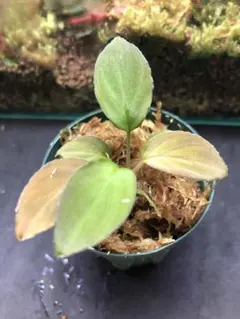 2026年最新】ホマロメナ Homalomenaの人気アイテム - メルカリ