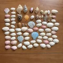 貝殻セット