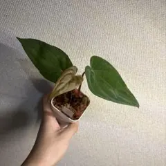 Anthurium AOS✖️RVDP斑入り - メルカリ