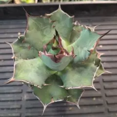 2026年最新】姫厳竜の人気アイテム - メルカリ