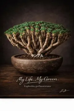 人気すぐ飾れる ユーフォルビア・ギラウミニアナ フレーム付き 植物インテリアのサムネイル