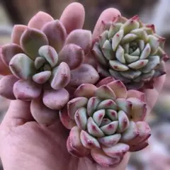ピンク系　大きめ苗　3苗セット　多肉植物