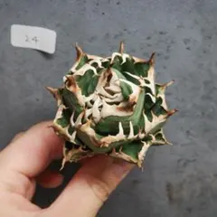アガベ チタノタ オテロイ 包心竜 コンパクト OC株 ゴリ鋸歯 5 - メルカリ