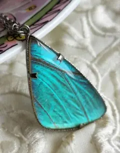 2025年最新】モルフォ蝶 翅の人気アイテム - メルカリ 英国