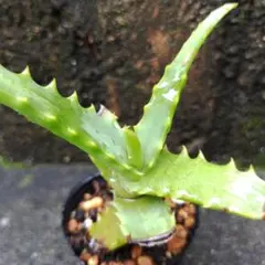キダチアロエ 抜き苗 5株セット 多肉植物 無農薬 アロエ - メルカリ