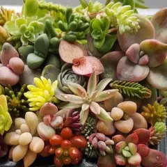 多肉植物 　カット苗　詰め合わせ　多肉弁当　寄せ植えセット　ミニベル錦　虹の玉