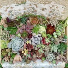 ☆多肉植物　セダムカット苗詰め合わせ