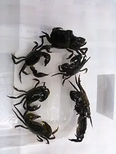 Item thumbnail for item 441a287b-4b23-4900-8e93-d8d6ee818067