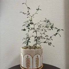 一点もの】国産・山桜の一枚板と丸鏡 置き鏡 ドレッサー 無垢材